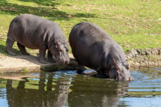 Hipopótamos na Colômbia: o dilema ambiental que mobiliza bilionários e reacende o debate sobre responsabilidade ecológica global