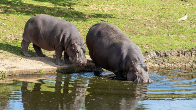 Hipopótamos na Colômbia: o dilema ambiental que mobiliza bilionários e reacende o debate sobre responsabilidade ecológica global